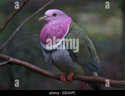 Tête rose (ptilinopus porphyreus Colombe de fruits) Banque D'Images