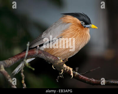 Brahminy Starling (sturnia pagodarum) aussi connu comme Brahminy Starling Pagode et Myna Banque D'Images