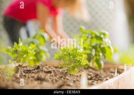 Close up des plantes poussant dans le jardin en bois fort Banque D'Images