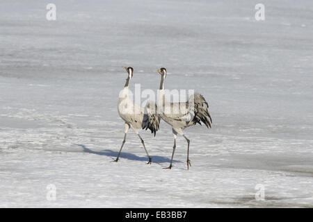 Paire de Grues Grus grus eurasien sur la glace en Finlande Banque D'Images