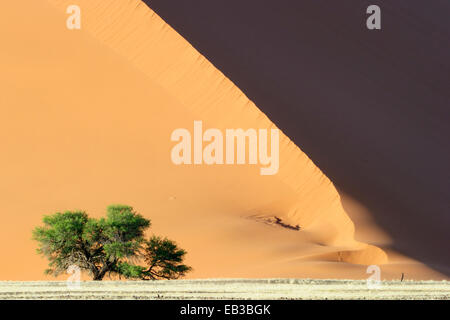 Camel Thorn (Acacia erioloba) croissant au pied d'une dune de Sossusvlei rouge, la Namibie. Banque D'Images