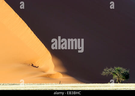 Camel Thorn (Acacia erioloba) croissant au pied d'une dune de Sossusvlei rouge, la Namibie. Banque D'Images