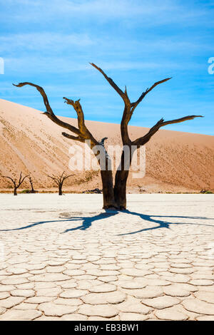 Lever de soleil à deadvlei casting shadows à partir d'un Camel Thorn (Acacia erioloba) sur la surface de l'argile, la Namibie. Banque D'Images