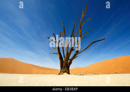 Dead Camel Thorn (Acacia erioloba) sur la surface de l'argile dans le deadvlei, la Namibie. Banque D'Images