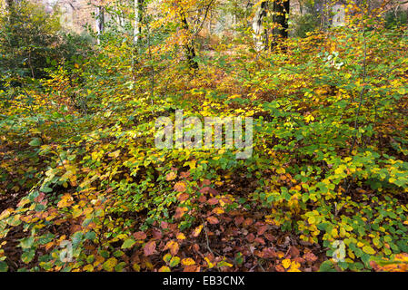 La couleur en automne dans les bois près de Hollingworth dans Longdendale. Et les gaules de hêtre avec de riches couleurs. Banque D'Images