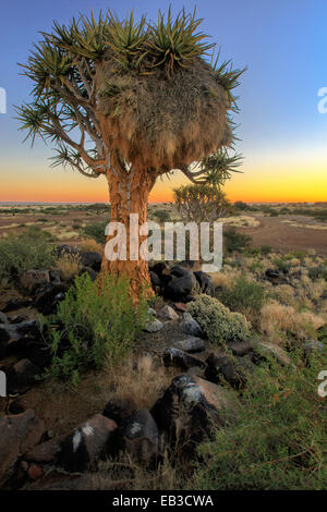 La Namibie, Keetmaanshoop, Sociable weaver bird nest sur Quiver Tree Banque D'Images