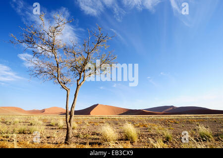 Camel Thorn (Acacia erioloba) croissant dans la savane du sossusvlei Sossusvlei rouge en face de dunes, la Namibie. Banque D'Images
