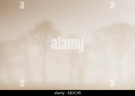 Plusieurs arbres dans un paysage agricole au cours d'un lever tôt le matin et de la brume, Niedersaksen, Allemagne. Banque D'Images