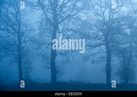 Plusieurs arbres dans un paysage agricole au cours d'un lever tôt le matin et de la brume, Niedersaksen, Allemagne. Banque D'Images