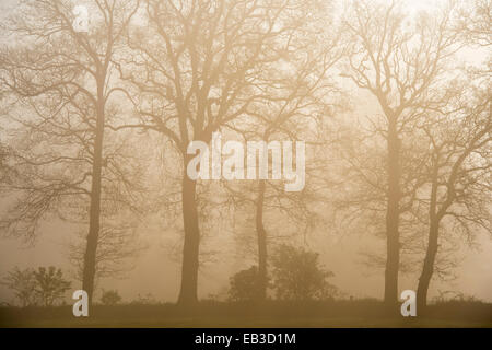 Plusieurs arbres dans un paysage agricole au cours d'un lever tôt le matin et de la brume, Niedersaksen, Allemagne. Banque D'Images