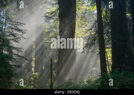 Rayons de soleil brillant à travers les arbres en forêt luxuriante Banque D'Images