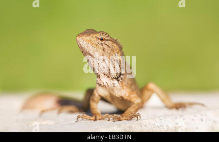 Jardin Oriental Calotes versicolor (Lézard), Thaïlande Banque D'Images