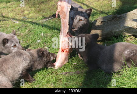 Pack de renards polaires ou l'Arctique (Vulpes lagopus) se nourrissent de la viande au Zoo de Blijdorp de Rotterdam, Pays-Bas Banque D'Images