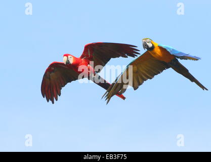 Ara bleu et jaune (Ara ararauna) en vol, rejoint par un ara rouge (Ara macao) Banque D'Images