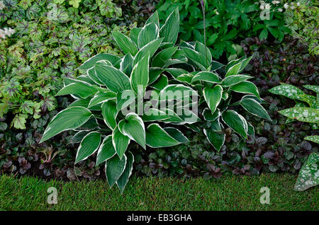 Un de près de l'Hosta 'priant mains' dans un jardin border Banque D'Images