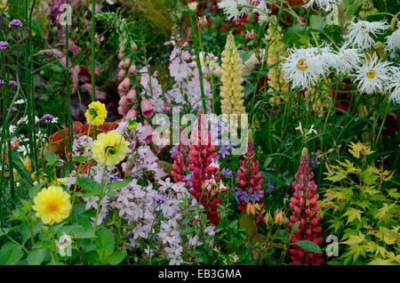 Une frontière colorée avec les semis de fleurs sauvages mixtes incluant Lupins et Marguerite Banque D'Images