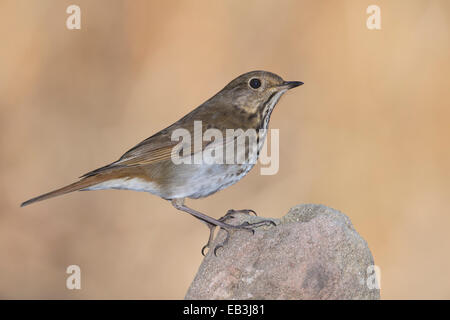 Grive solitaire - Catharus guttatus Banque D'Images