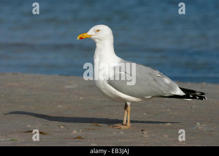 American Herring Gull - Larus smithsonianus - été hot Banque D'Images