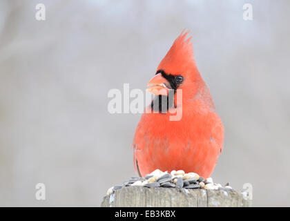 Un cardinal mâle perché sur un poteau. Banque D'Images