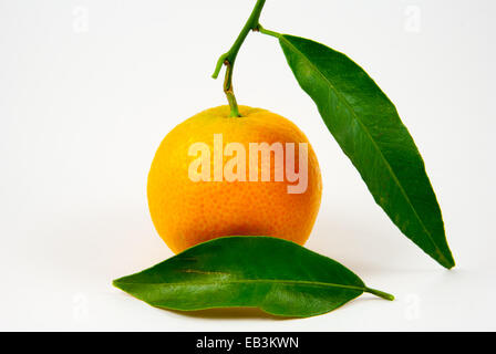 Mandarin / Orange / clémentine la mandarine avec feuille verte Banque D'Images
