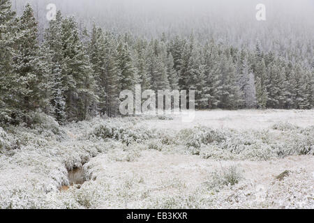 Début septembre le long de la neige Trail Ridge Road dans le Parc National des Montagnes Rocheuses au Colorado Banque D'Images