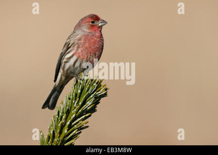 Roselin familier Carpodacus mexicanus - - mâle Banque D'Images