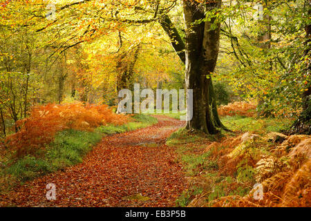 Butterdon automne bois balle près de Fingle bridge Teign Valley, Devon Uk Banque D'Images