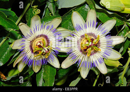 La passion des fleurs bleu commun ou fleur de la passion (Passiflora caerulea) Banque D'Images