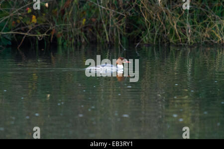 Harle bièvre femelle natation sur un lac. Banque D'Images