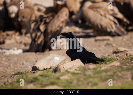 Grand corbeau en attente fin par nourrir les vautours Banque D'Images