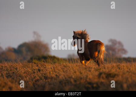 New Forest pony fonctionnant gratuitement Banque D'Images