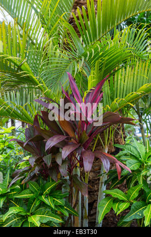 Palmiers et plantes tropicales au terminal de croisière Puerta Maya à Cozumel, Mexique. Banque D'Images