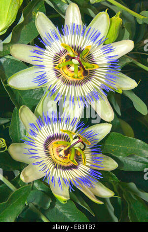 La passion des fleurs bleu commun ou fleur de la passion (Passiflora caerulea) Banque D'Images