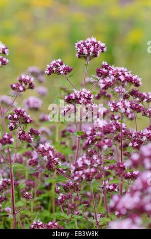 L'origan (Origanum vulgare grec) Banque D'Images