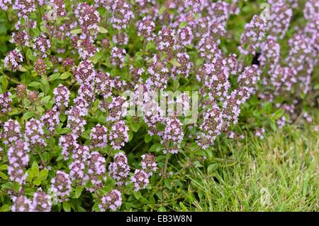 Le thym sauvage (Thymus serpyllum) Banque D'Images
