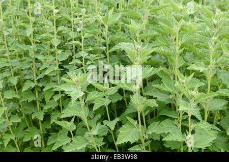 Marsh Mallow (Althaea officinalis) Banque D'Images