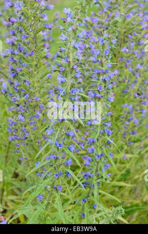 La vipère (Vipérine commune Echium vulgare) Banque D'Images