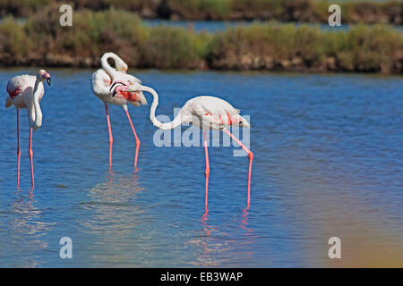 Flamingo (Phoenicopterus roseus Dougall) crier avec bec ouvert Banque D'Images