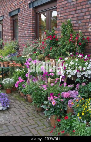 Pélargonium (géranium), l'araignée fleurs (tarenaya syn. cleome), les pétunias (petunia), dahlia (Dahlia) et hortensias (hydrangea) Banque D'Images