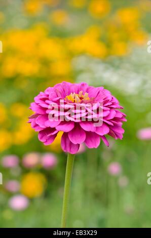 Zinnia zinnia (commune violacea syn. Zinnia elegans) Banque D'Images