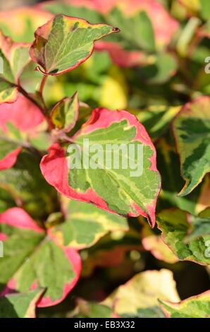 La plante caméléon (houttuynia cordata 'chameleon' syn. houttuynia cordata 'Variegata') Banque D'Images