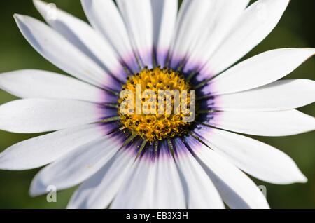 La grande marguerite (dimorphotheca pluvialis) Banque D'Images