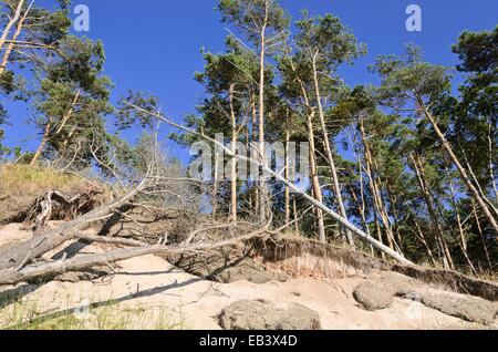 Le pin sylvestre (Pinus sylvestris) à la rive ouest darss, parc national du Vorpommersche Boddenlandschaft, Allemagne Banque D'Images