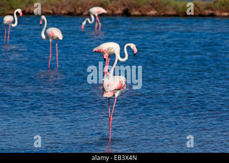 Sterne de flamants roses (Phoenicopterus roseus) dans l'eau salée Banque D'Images