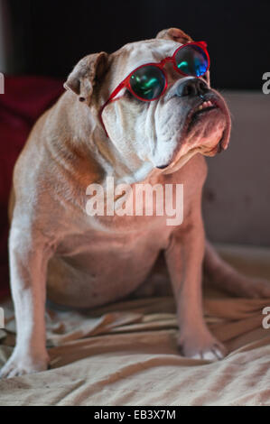 Bouledogue mignon avec lunettes rouge Banque D'Images