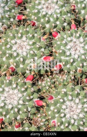 Nipple cactus (Opuntia compressa) Banque D'Images