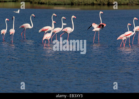 Flamingo (Phoenicopterus roseus Dougall) troupeau marchant dans l'eau salée Banque D'Images