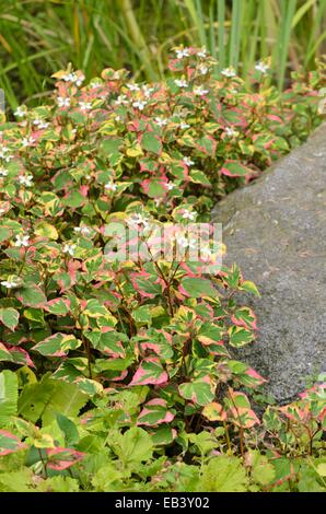 La plante caméléon (houttuynia cordata 'chameleon' syn. houttuynia cordata 'Variegata') Banque D'Images