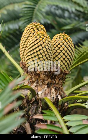 L'encephalartos altensteinii cycadales (géant) Banque D'Images