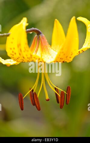 Lily (lilium leichtlinii) Banque D'Images